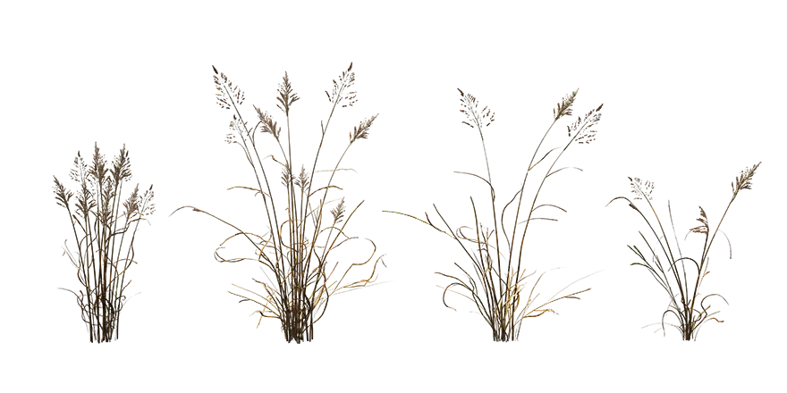 dry meadow grass 001 — Скачать
