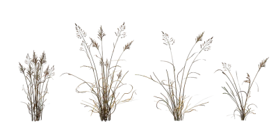 dry meadow grass 001 — Скачать