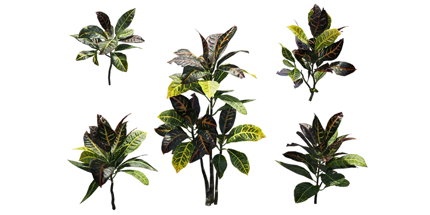 variegated croton 001 — Descargar