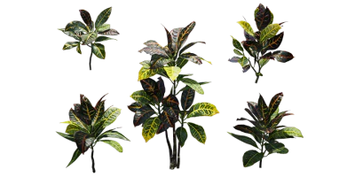 variegated croton 001 — Descargar