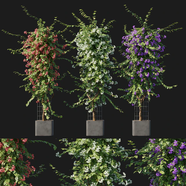 Bougainvillea 09 — Скачать