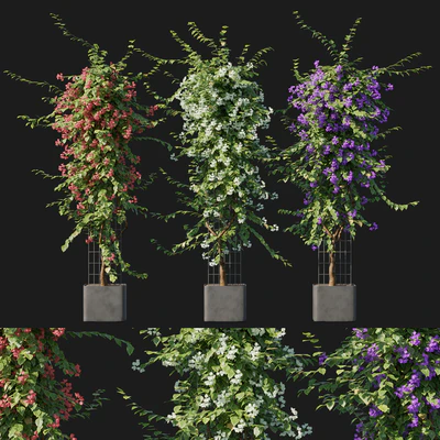 Bougainvillea 09 — Вид 1