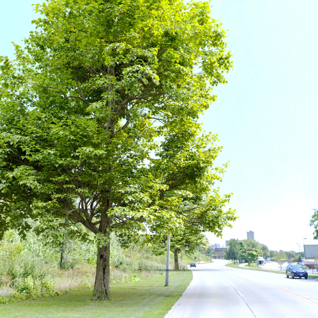 Acer campestre — Скачать