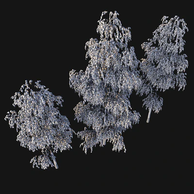 Birches. Autumn — Ver 2