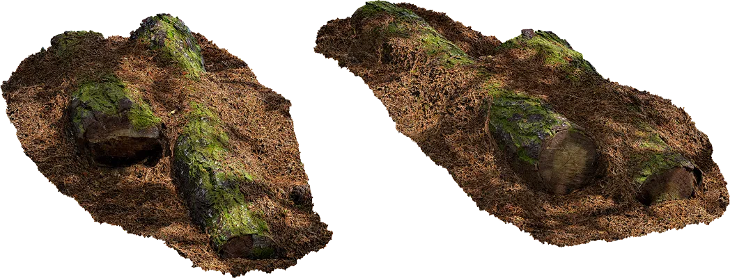 fallen pine tree 002 — Descargar