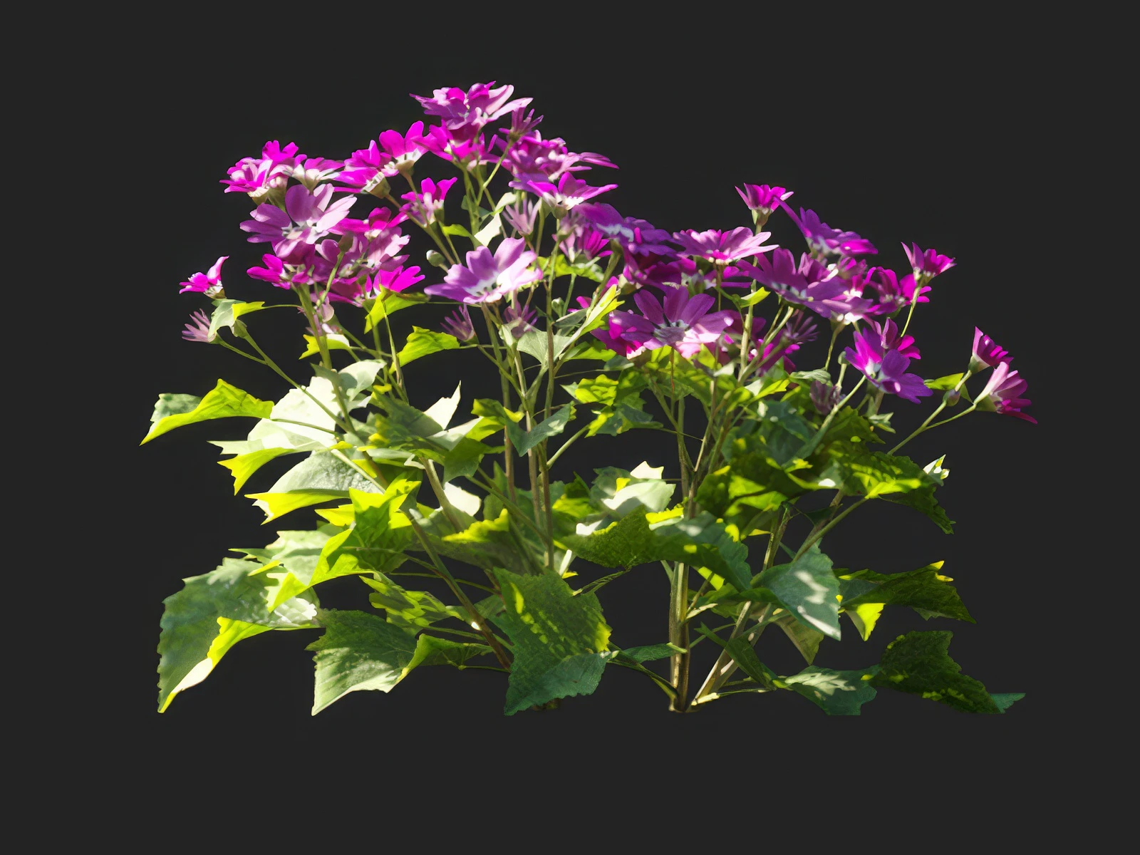 pericallis x hybrida 006 — Скачать