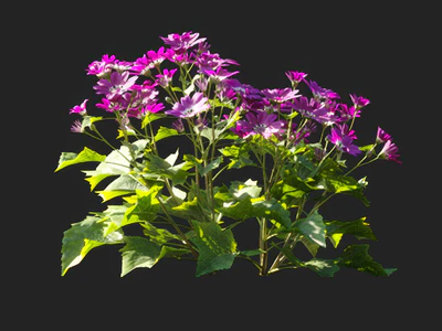 pericallis x hybrida 006 — download