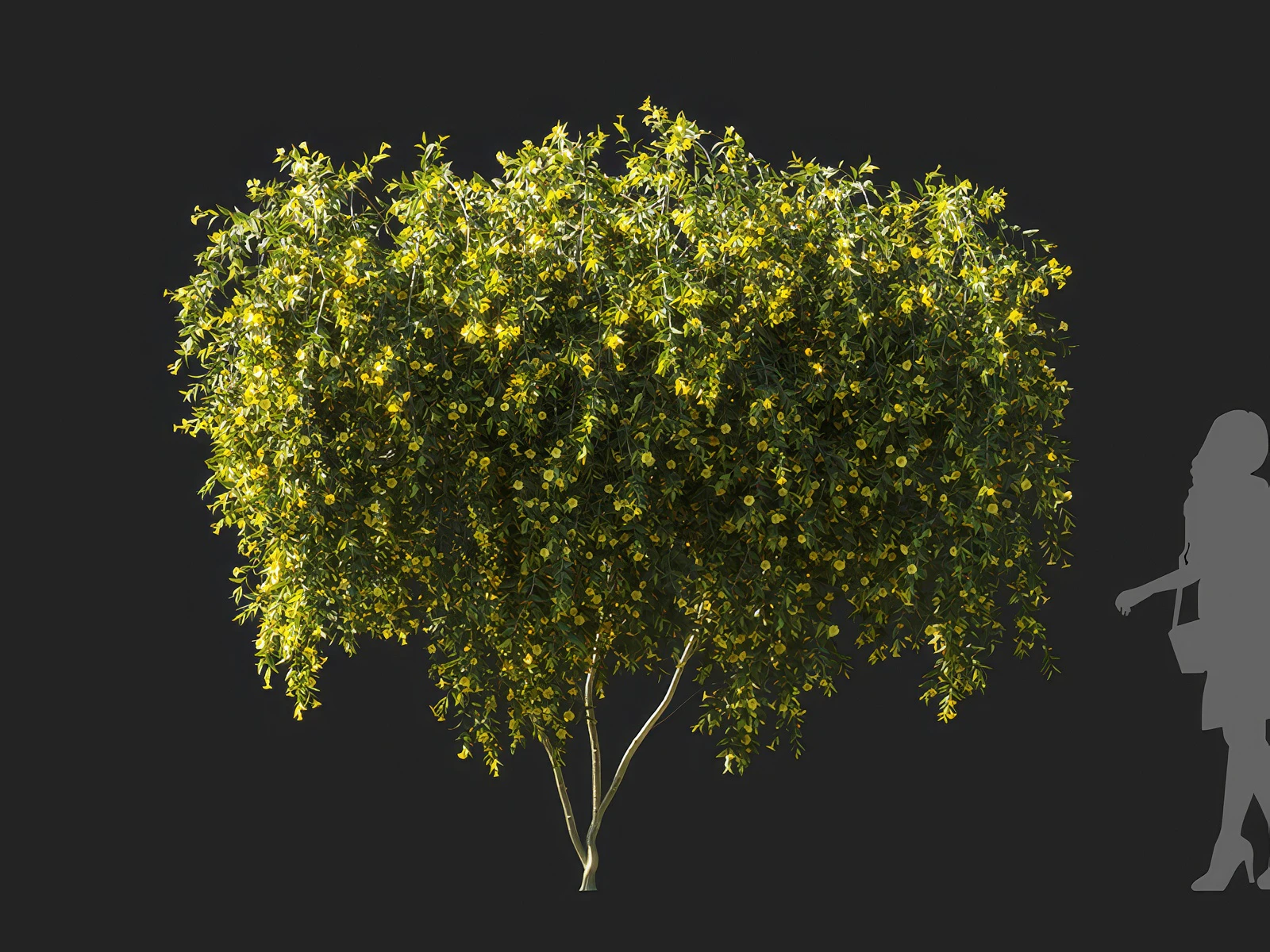 gelsemium sempervirens 003 — Скачать