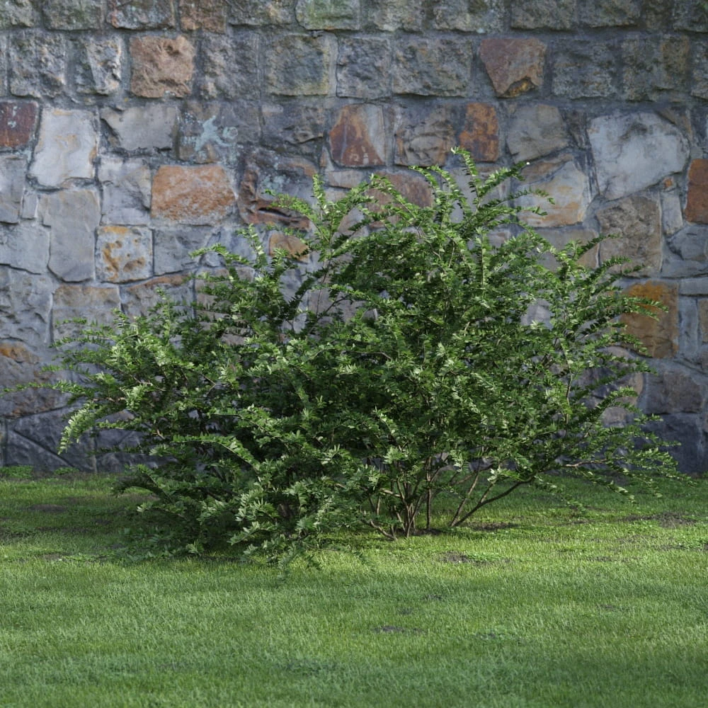 plants and bushes 022 — Скачать