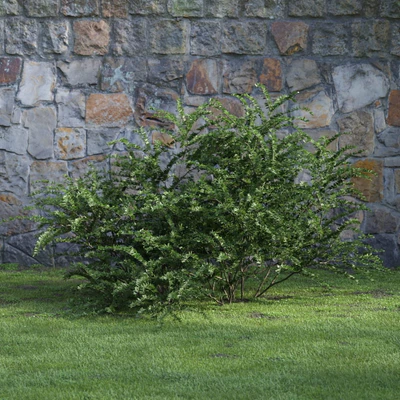 plants and bushes 022 — Скачать