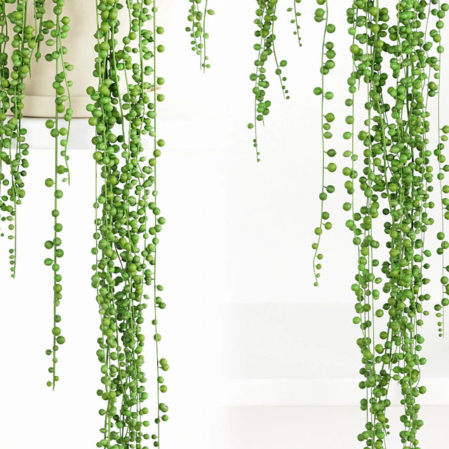 String Of Pearls Plant 2 — Descargar