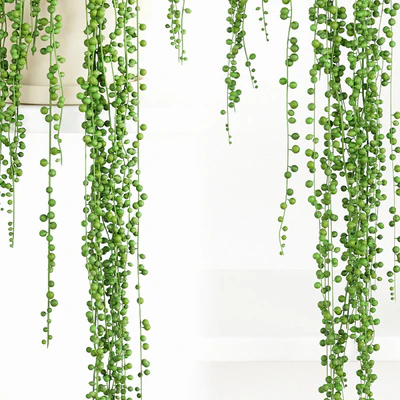 String Of Pearls Plant 2 — Ver 1