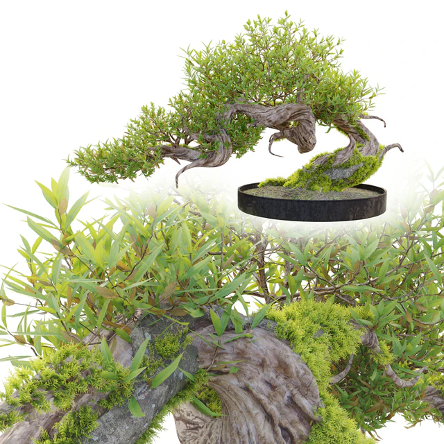 Bonsai plant 03 — Descargar