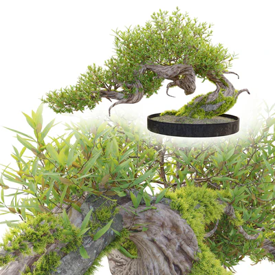 Bonsai plant 03 — Ver 3
