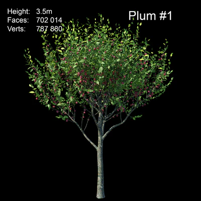 Plum — Ver 2