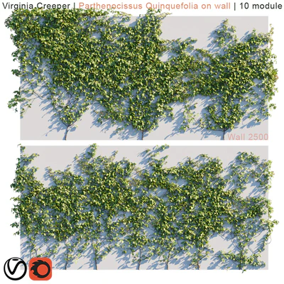 Virginia Creeper | Parthenocissus Quinquefolia on wall  — Вид 1