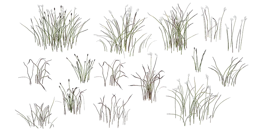 cotton grass 001 — Скачать