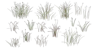 cotton grass 001 — Скачать