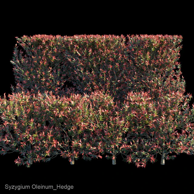 Syzygium Oleinum Hedge — Скачать