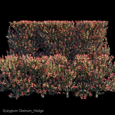 Syzygium Oleinum Hedge — Скачать