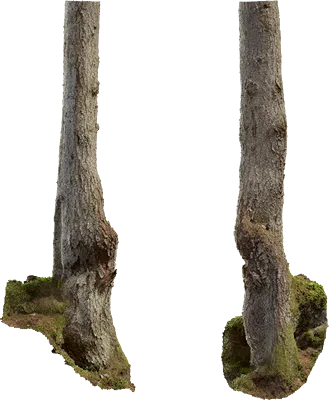 spruce tree trunk 004 — Descargar