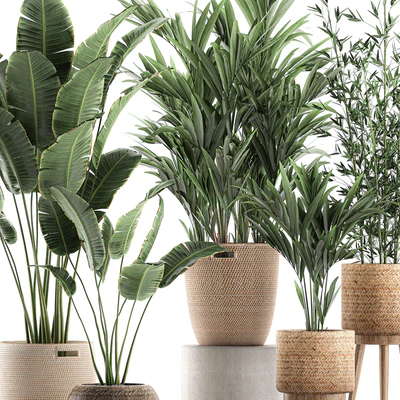 Collection of indoor plants in rattan baskets with palm, bamboo, banana for decoration and interior. Set 600. — Ver 2
