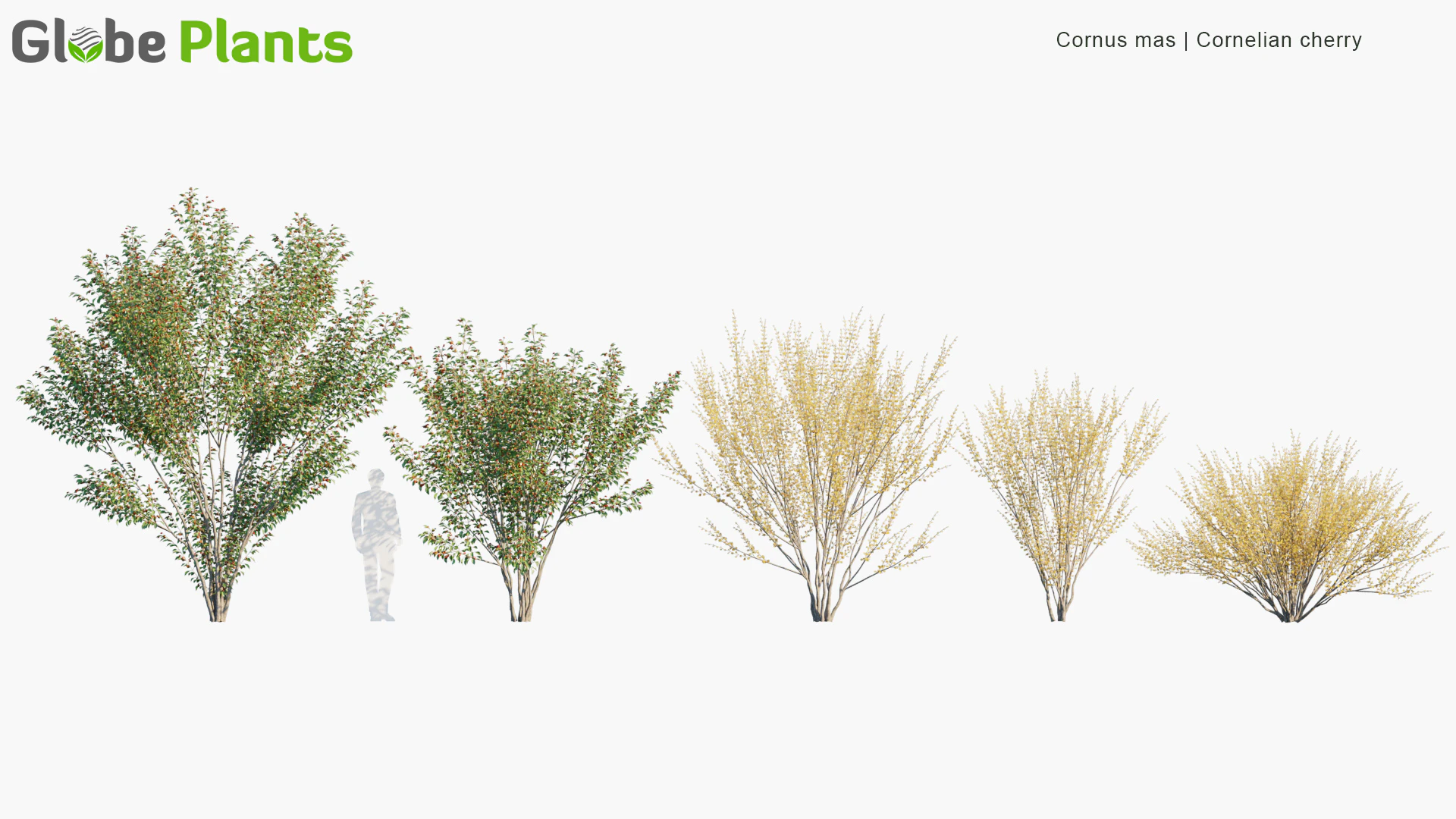 cornus mas — Скачать