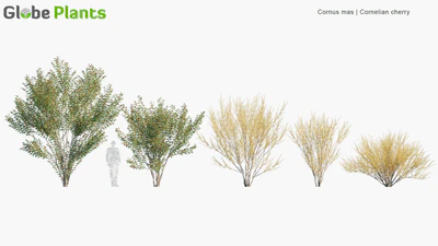 cornus mas — скачать