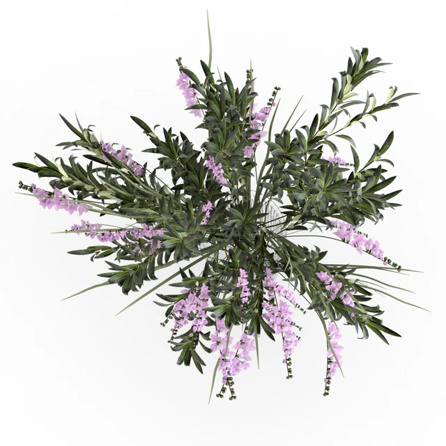 Bouquet. — Descargar