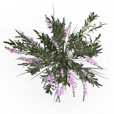 Bouquet. — Ver 2