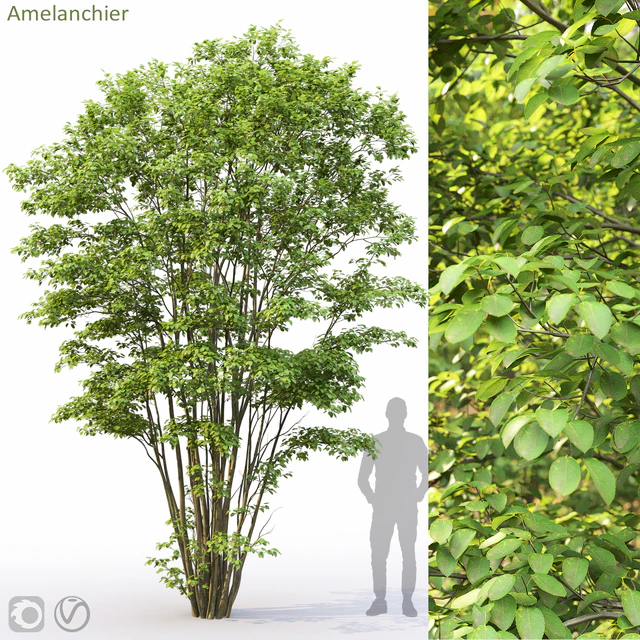 Amelanchier #5 — Скачать