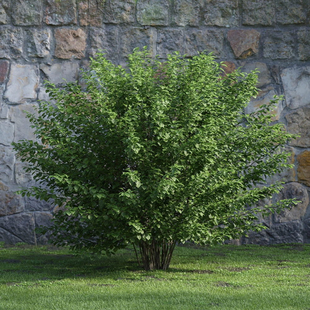 plants and bushes 034 — Descargar