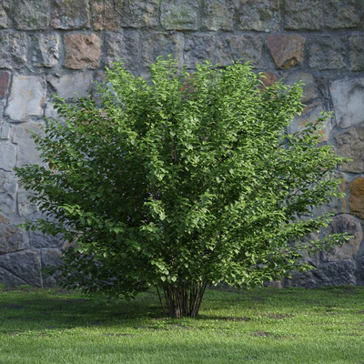plants and bushes 034 — Descargar