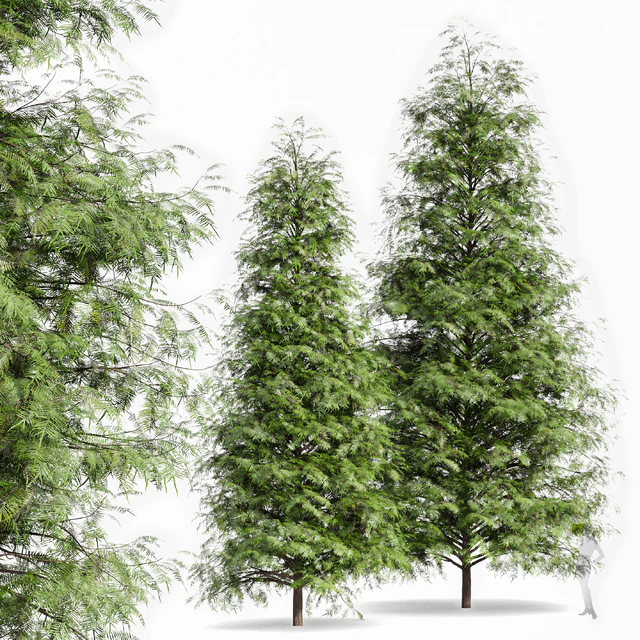 Real Tree Metasequoia glyptostroboides — Descargar