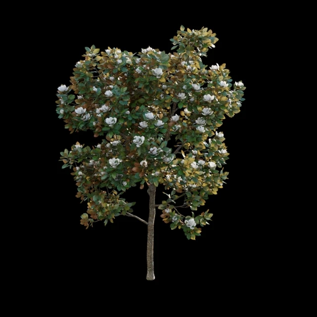 Magnolia grandiflora — Descargar