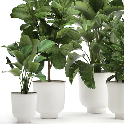 Collection of plants in white pots with banana palm, ficus tree, Strelitzia. Set 906. — Ver 4