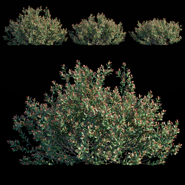 Ilex Crenata — Descargar