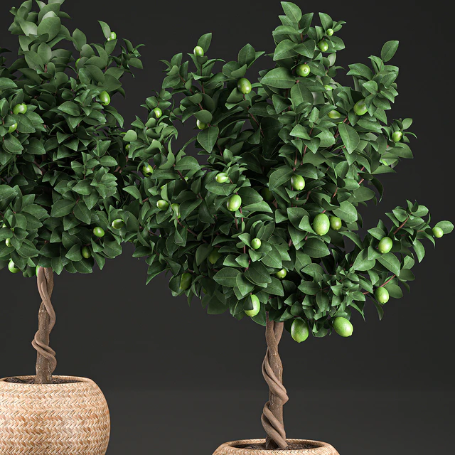 A beautiful small decorative Lemon tree in a round basket of rattan, citrus, lemons. Set 637. — Descargar