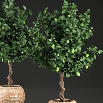 A beautiful small decorative Lemon tree in a round basket of rattan, citrus, lemons. Set 637. — Ver 2