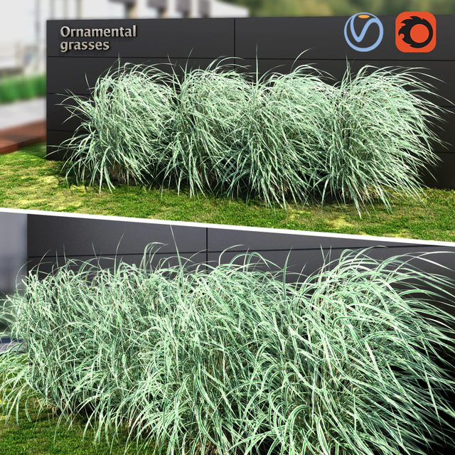 Ornamental grass striped — Descargar
