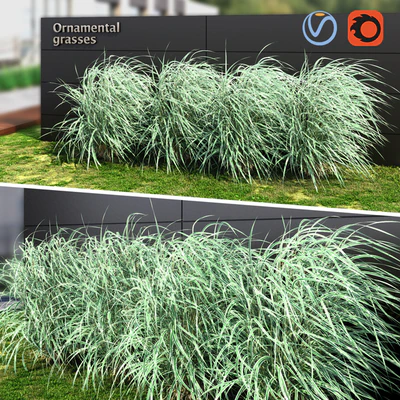 Ornamental grass striped — Ver 1