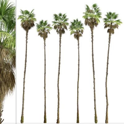 Set of Mexican fan palm Trees (Washingtonia robusta) (3 Trees) — Вид 3