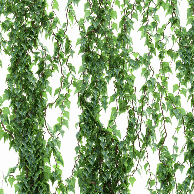 Ivy Wall — Descargar