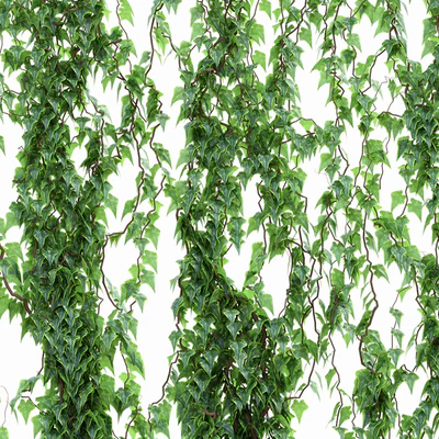 Ivy Wall — Ver 2