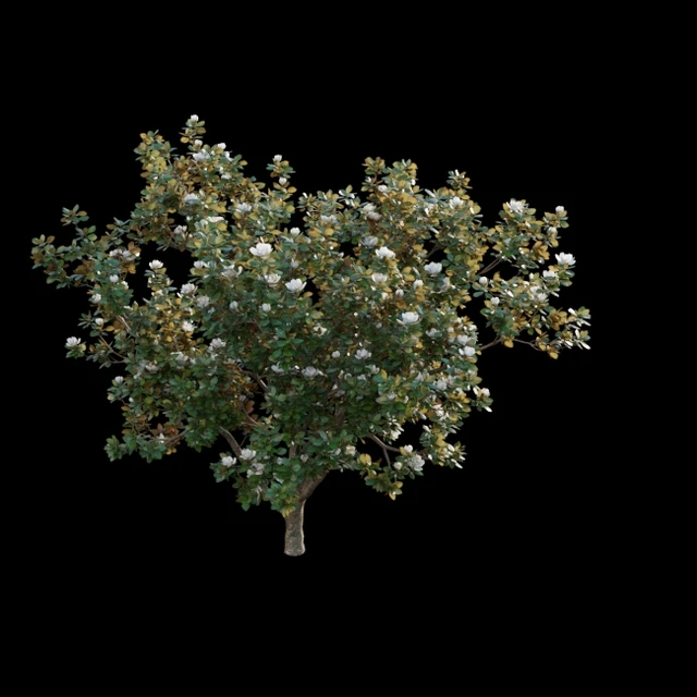 Magnolia grandiflora 02 — Descargar