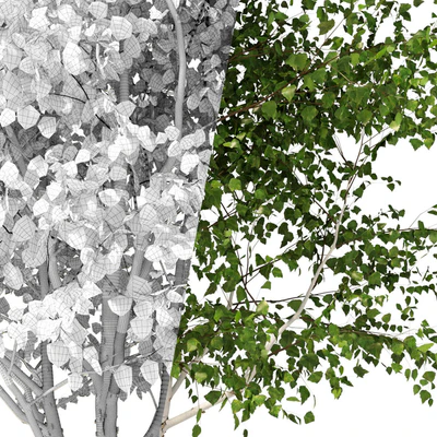 Betula pendula multi stem V02 — Ver 3