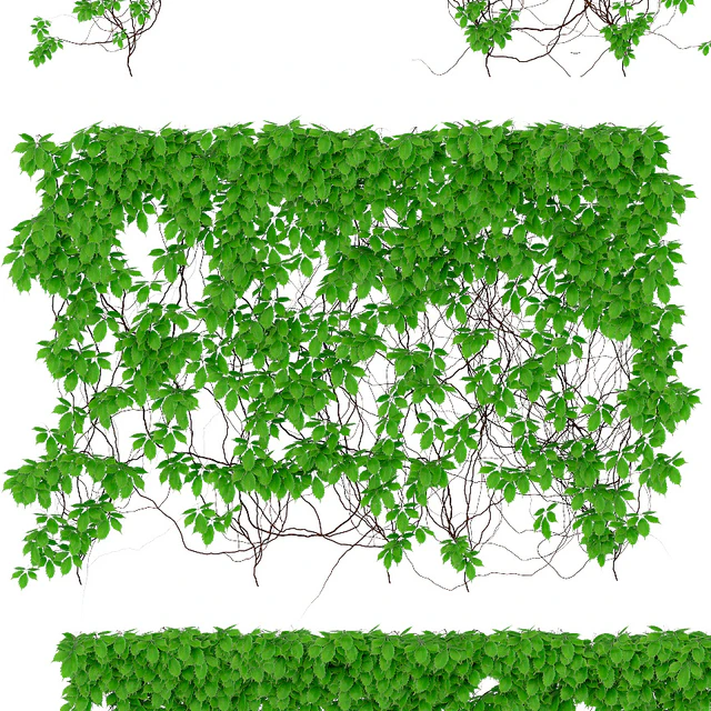 The leaves are a girl's grapes. 6 sizes — Descargar