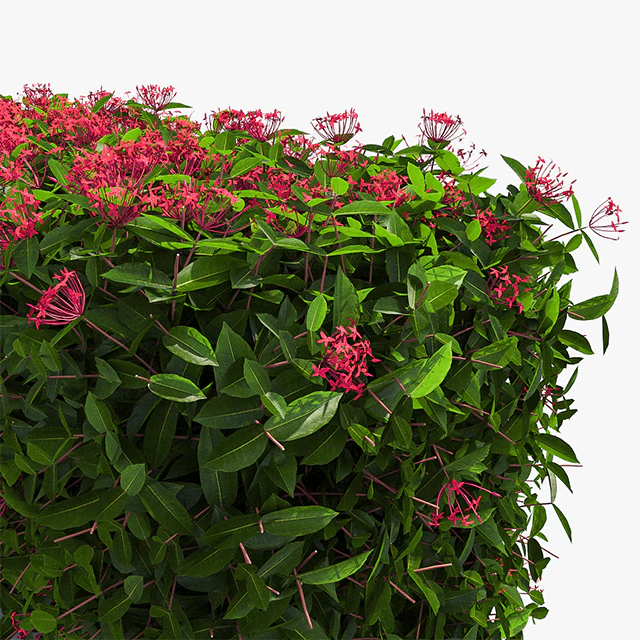 Delightful hedges — Descargar