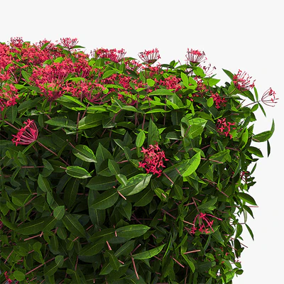 Delightful hedges — Ver 2