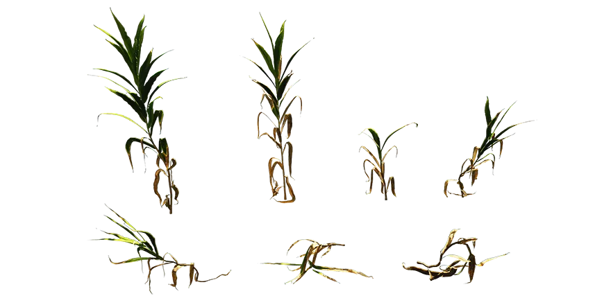 jungle ginger 001 — Скачать